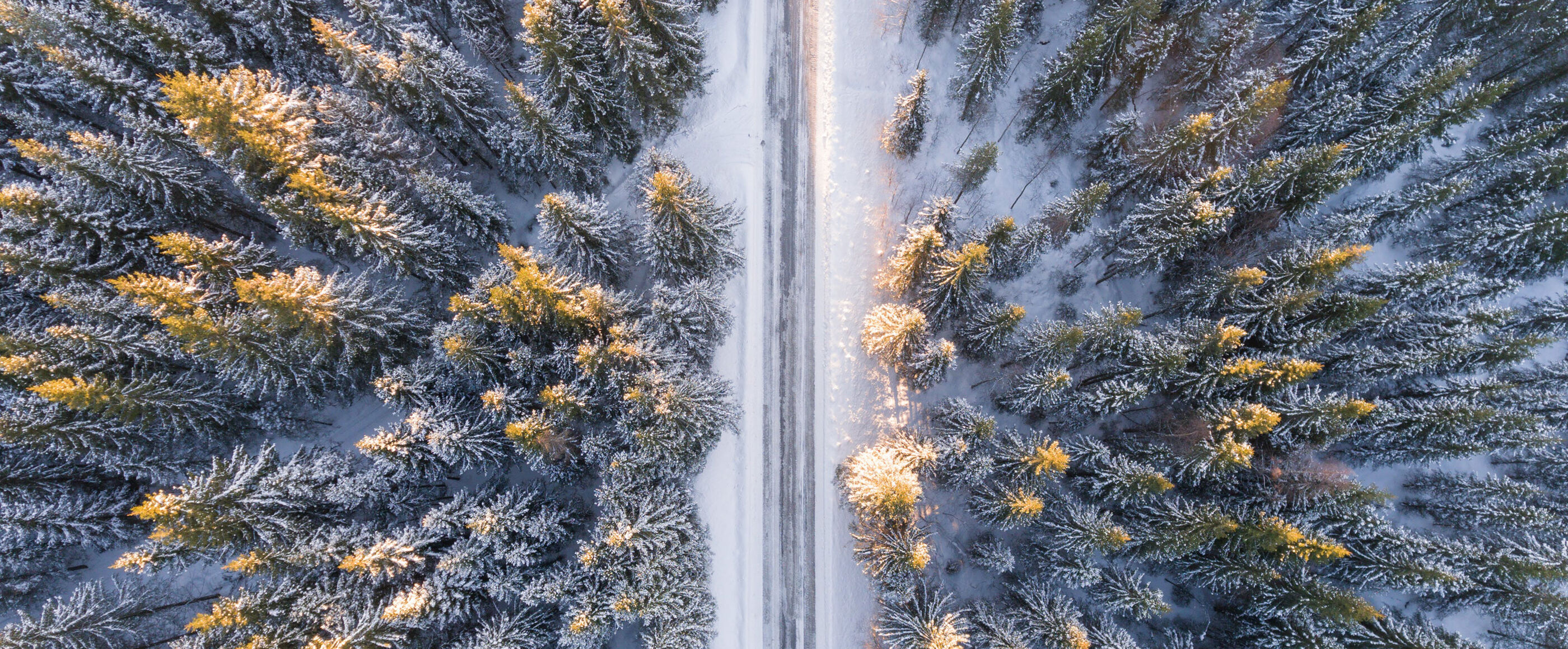 Eine Straße zwischen verschneiten Bäumen.